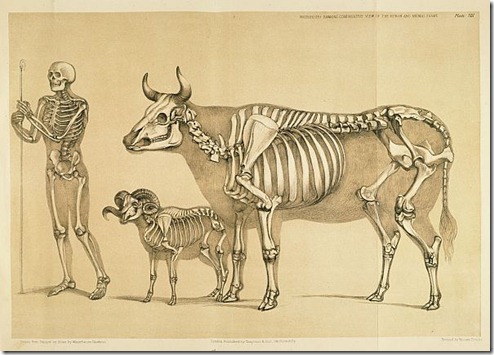 A Comparative View of the Human and Animal Frame by Benjamin Waterhouse Hawkins, 1860 A Comparative View of the Human and Animal Frame by Benjamin Waterhouse Hawkins, 1860