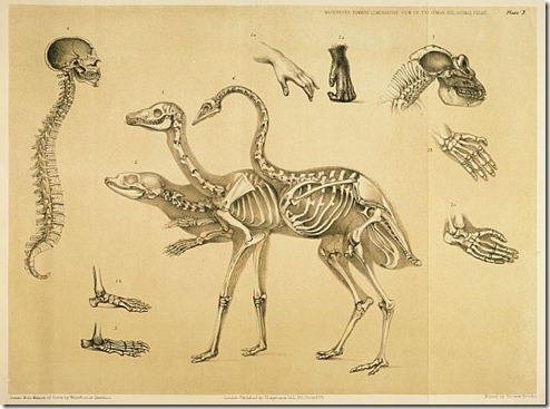 A Comparative View of the Human and Animal Frame by Benjamin Waterhouse Hawkins, 1860 A Comparative View of the Human and Animal Frame by Benjamin Waterhouse Hawkins, 1860