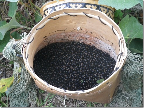 אוכמניות מלוקטות אוכמניות מלוקטות